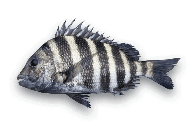 Sheepshead