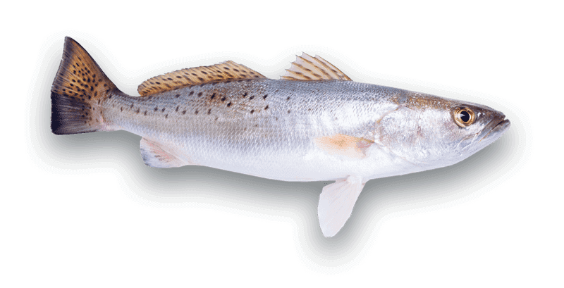 Spotted Seatrout