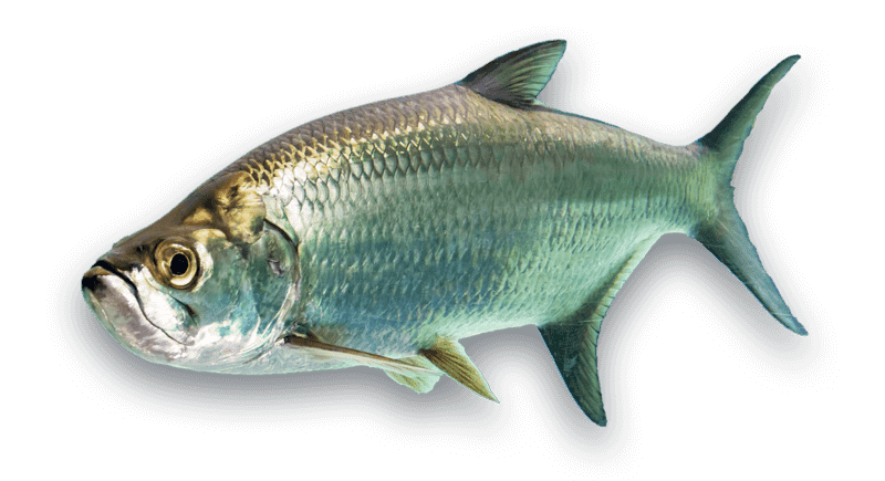Tarpon