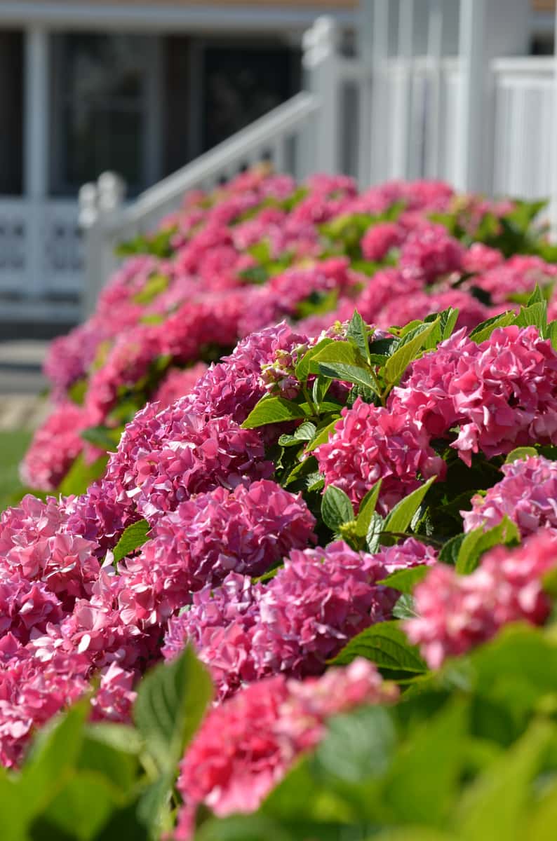 Hydrangeas