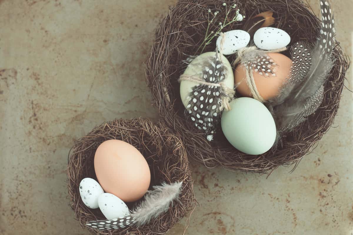 eggs in nests