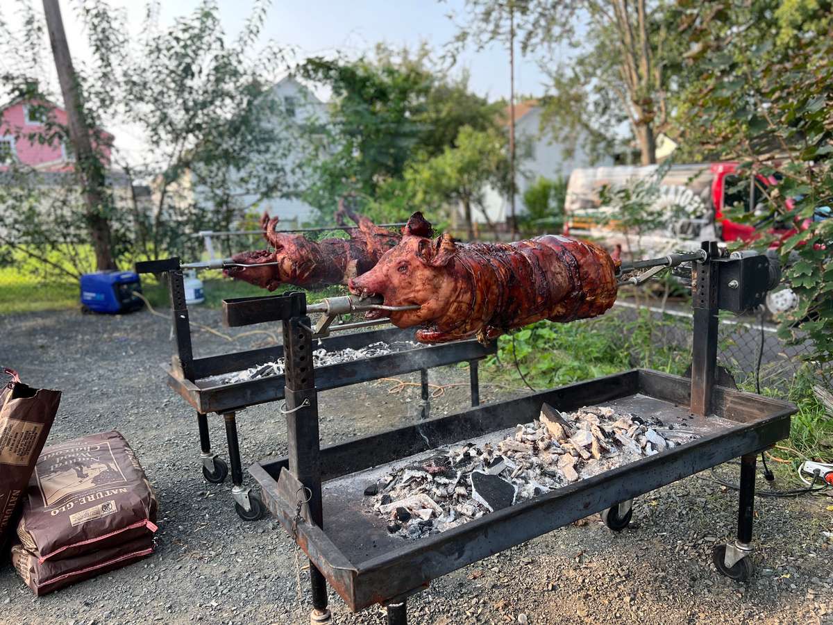 pig