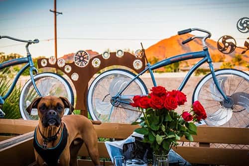 Arcadia exterior with dog and bicycle