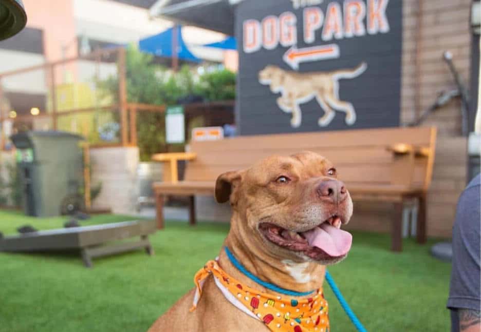 Enclosed Dog Park
