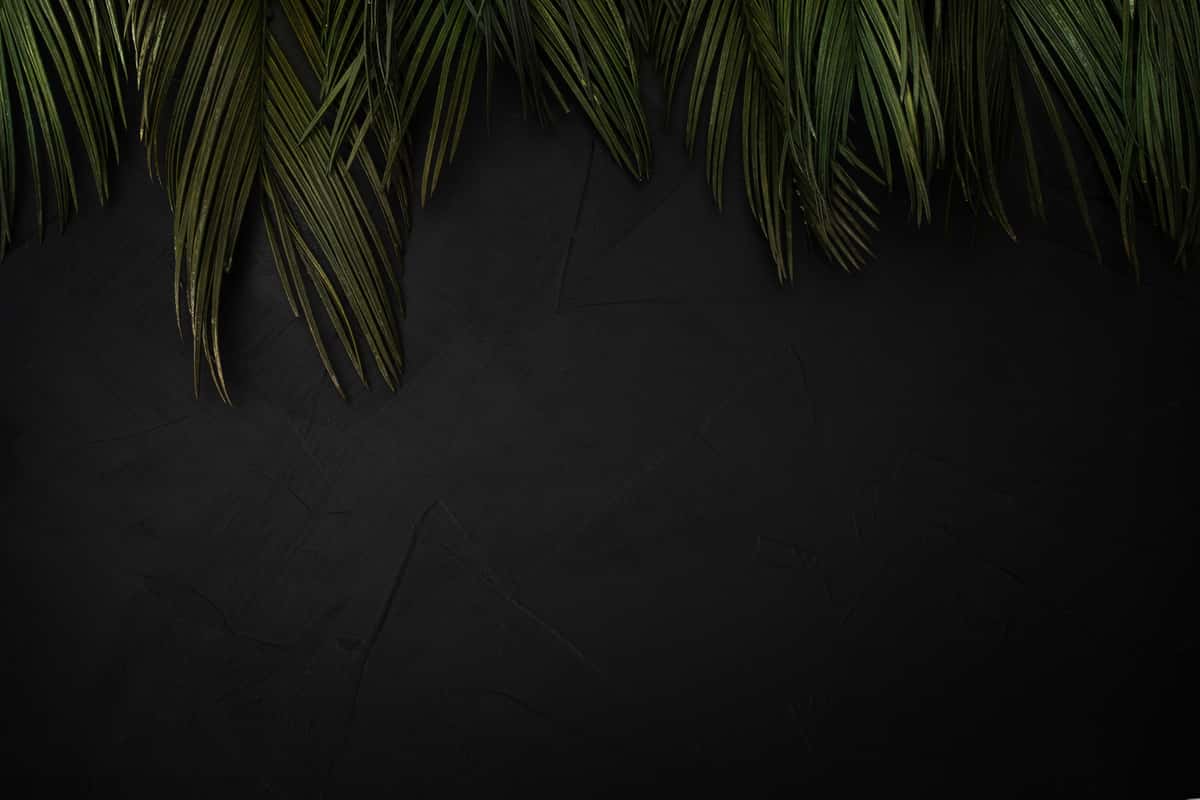 Beautiful composition of palm leaves with copyspace