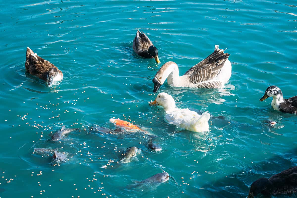 "Ducks and geese swimming in bright turquoise waterfront water with fish visible below the surface, creating a lively coastal scene near a marina or waterfront restaurant.