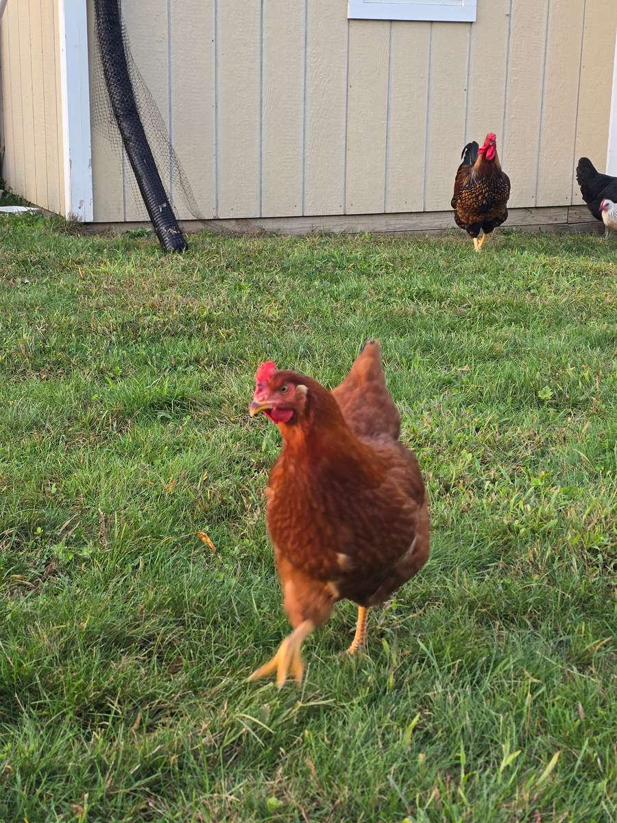 chicken