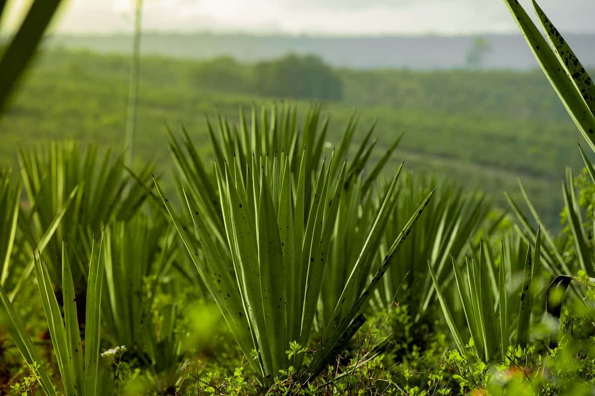 Agave plants in the foreground with a field of them extending into the background