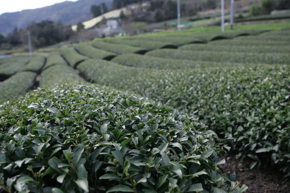 close-up view of rows of tea plants