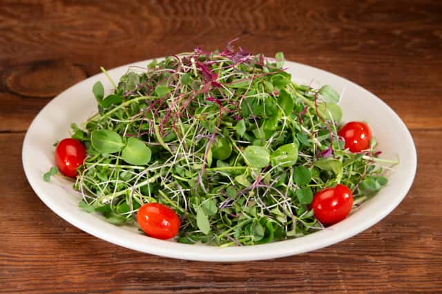 Microgreens salad