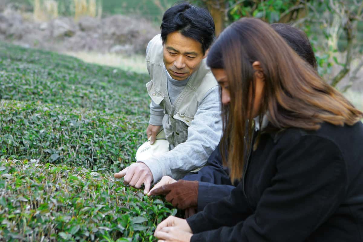 Akihiro Nakai shows Jilla Berkman which green tea leaves to harvest.