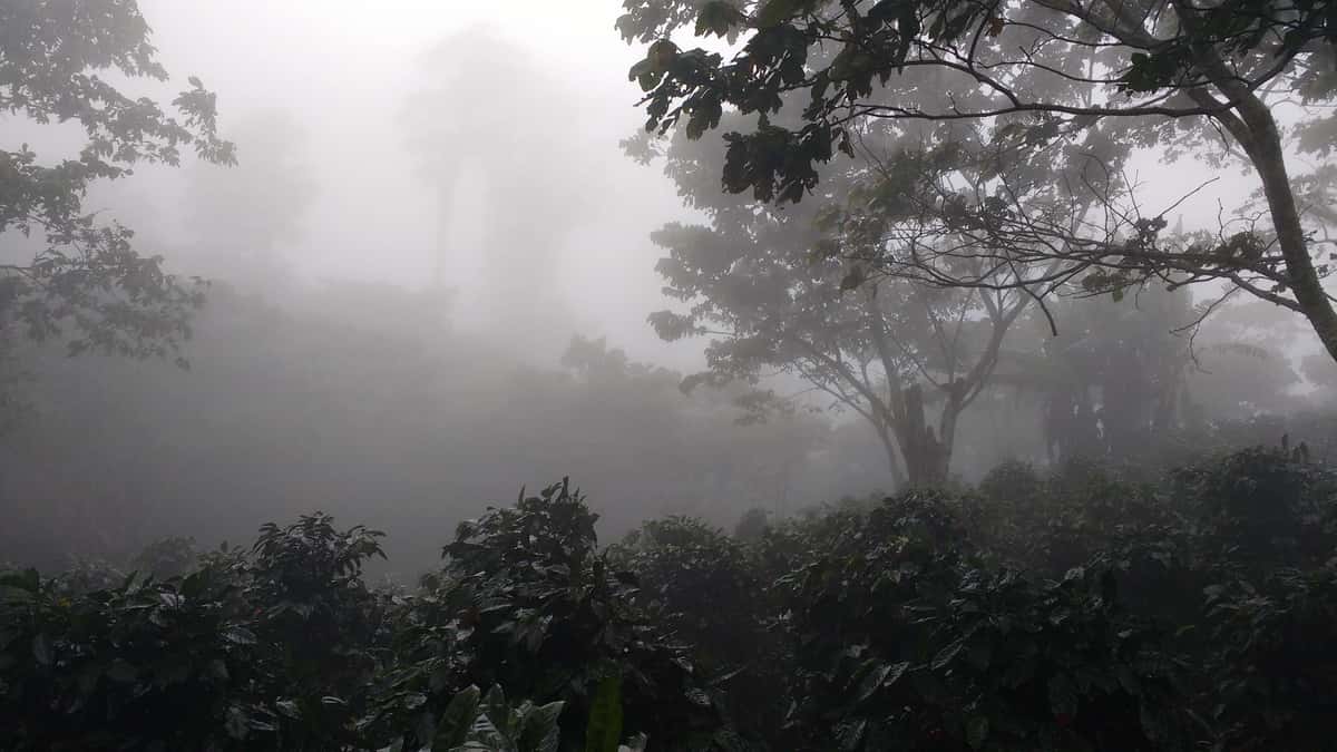 Nuevo San Luis Farm where Carolina Herrera coffee is grown
