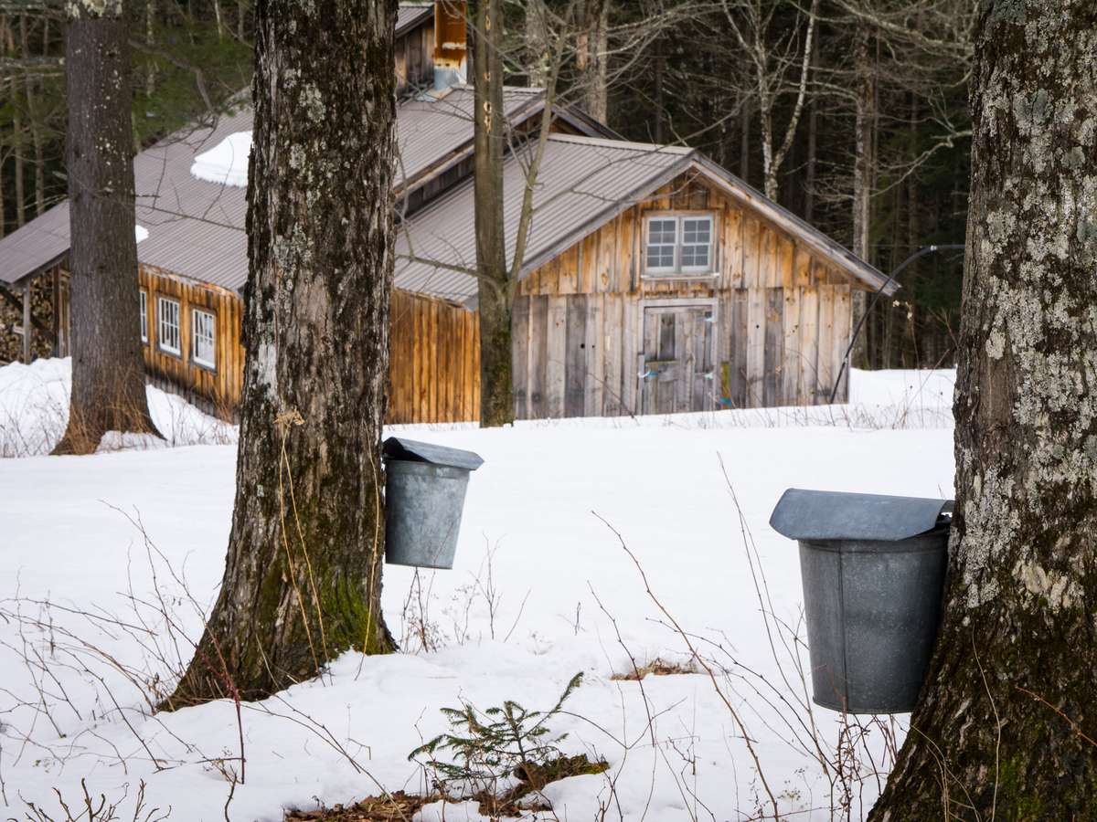 Collecting sap from Vermont maple trees with sugar house in the distance