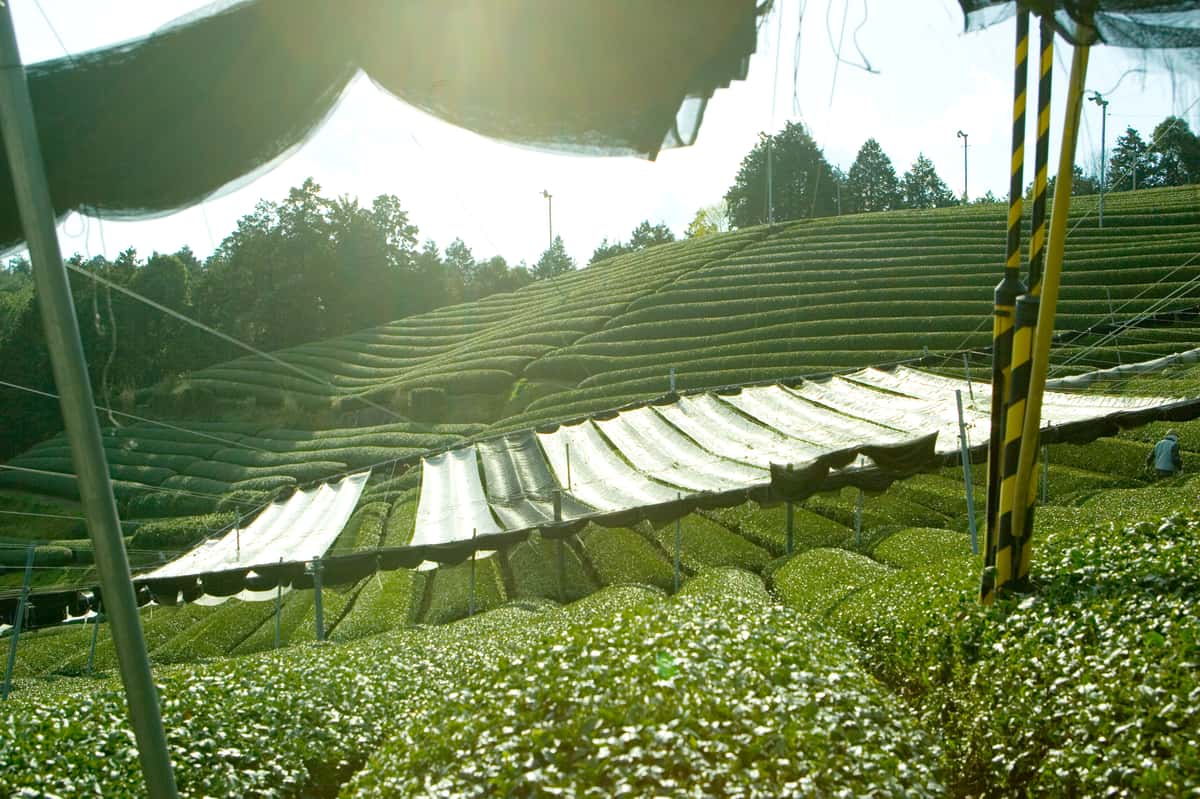 Rows of tea plants are shaded by canopies