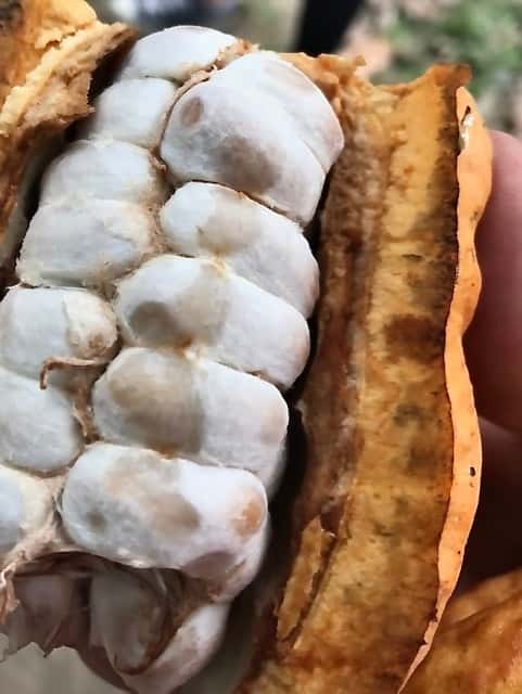 Opened cocoa pod