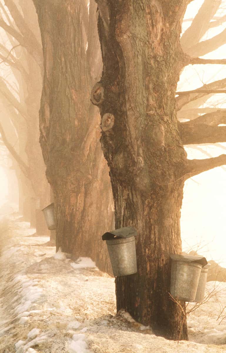 Collecting sap from Vermont maple trees