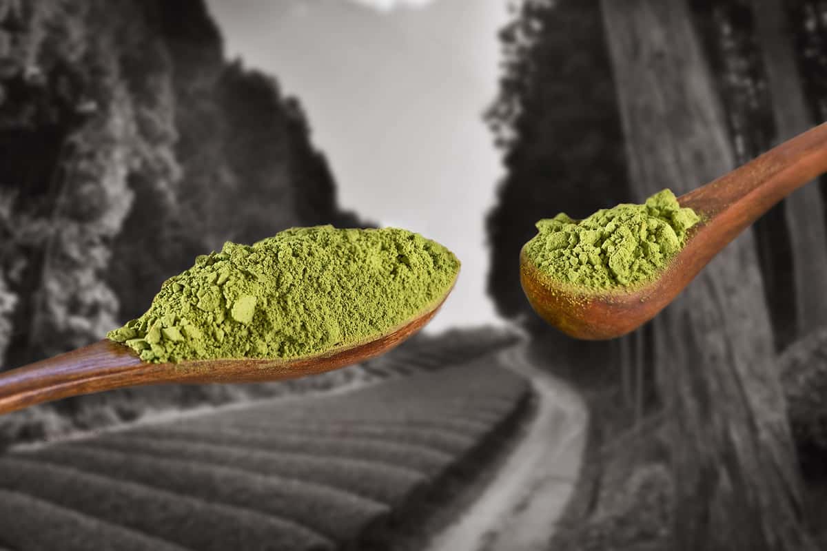 Wazuka matcha on two wooden spoons