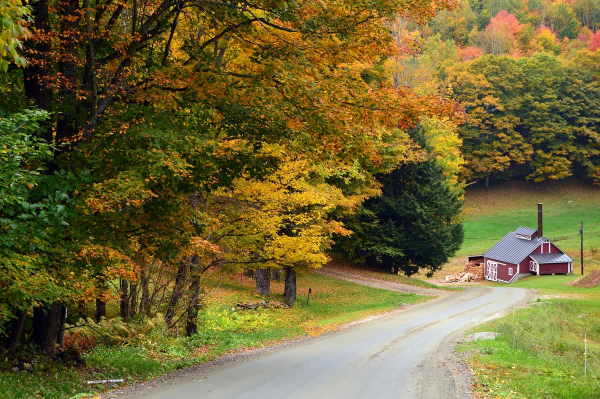 Maple trees in the fall in Vermont