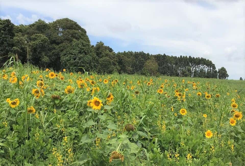 Sunflowers planted to increase the life of land and soil at Fazenda Cachoeira