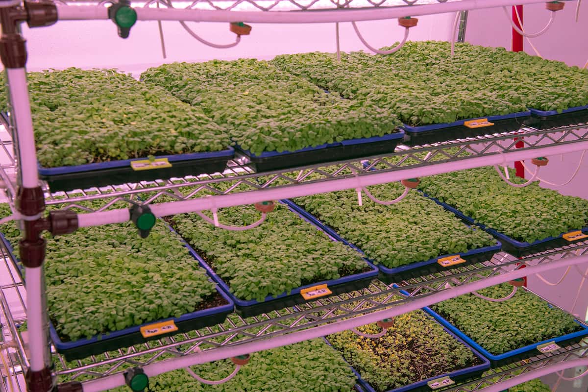Rows of microgreens at Mulholland Estate
