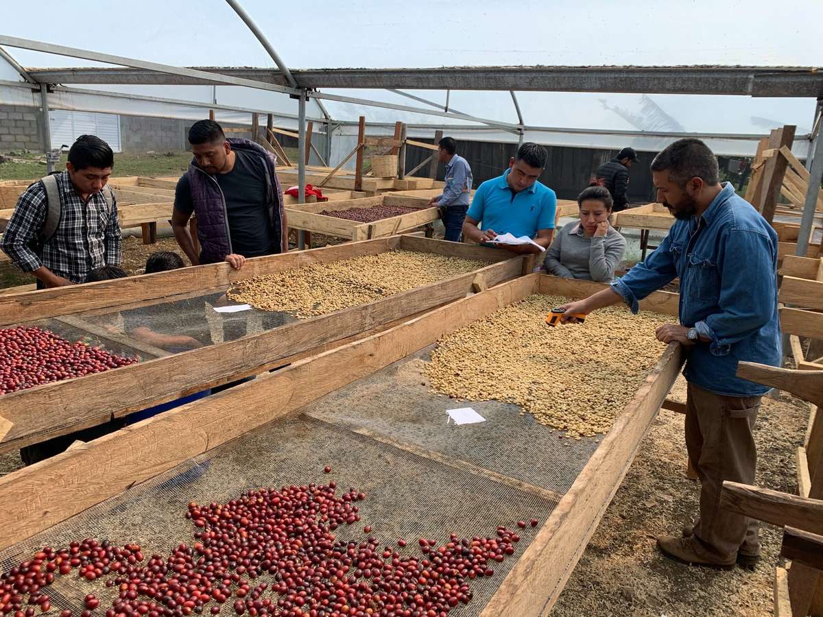 Drying coffee cherries on African raised beds