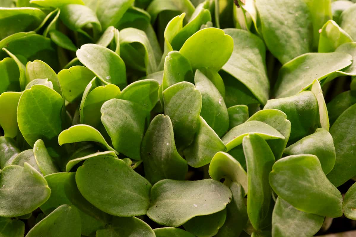 Microgreens Mulholland Estate
