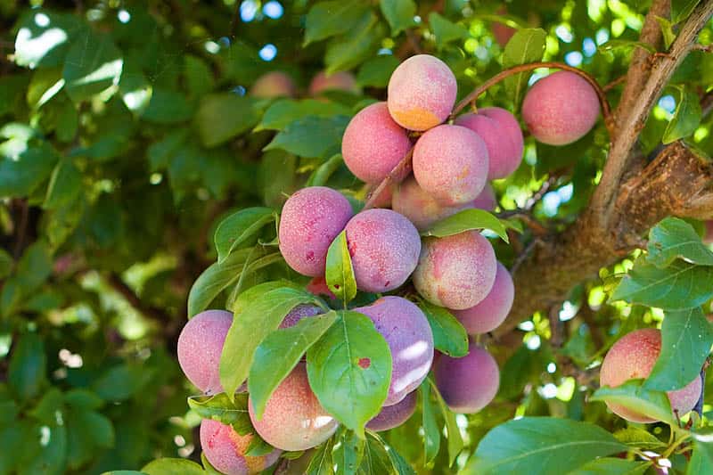 Ripe plums hanging on a tree branch