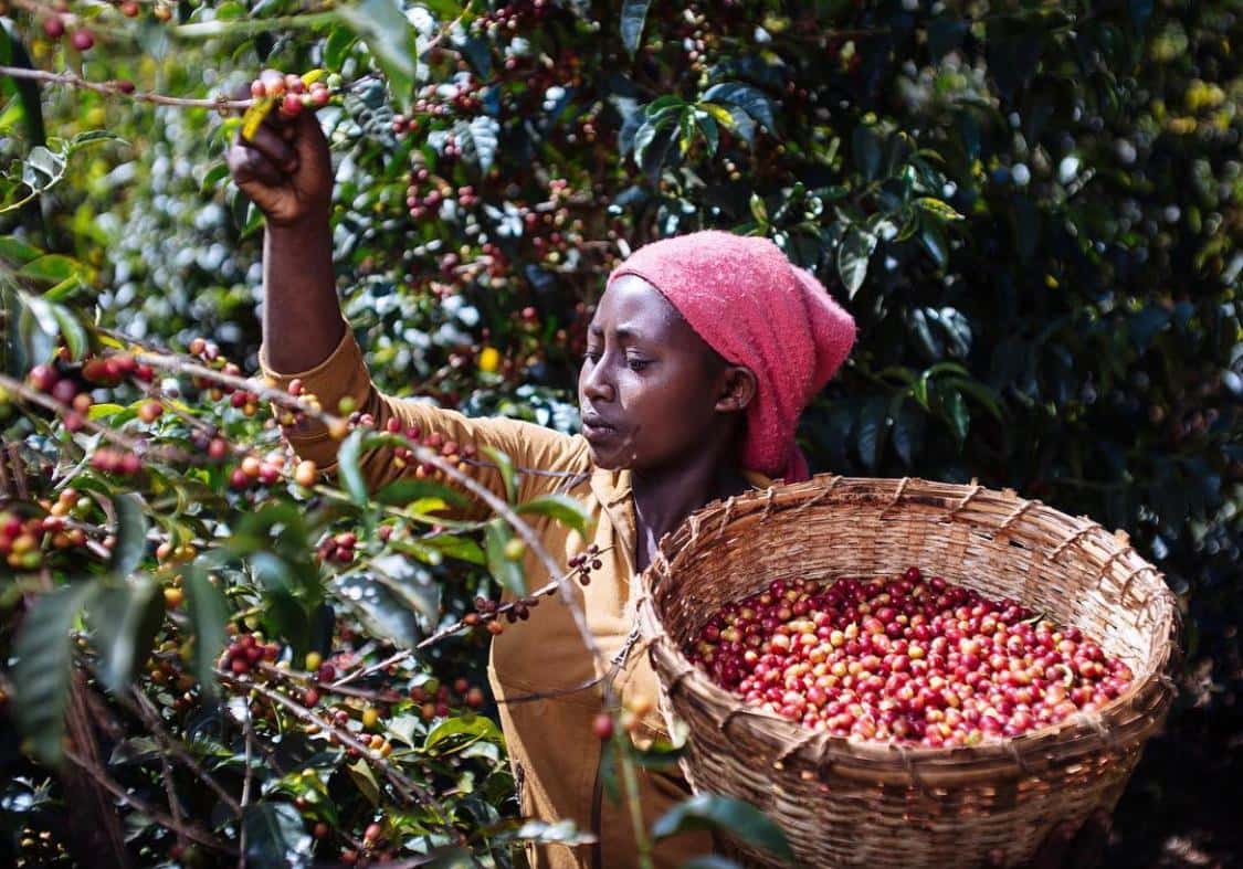 Woman harvesting red coffee "cherries" holding basket