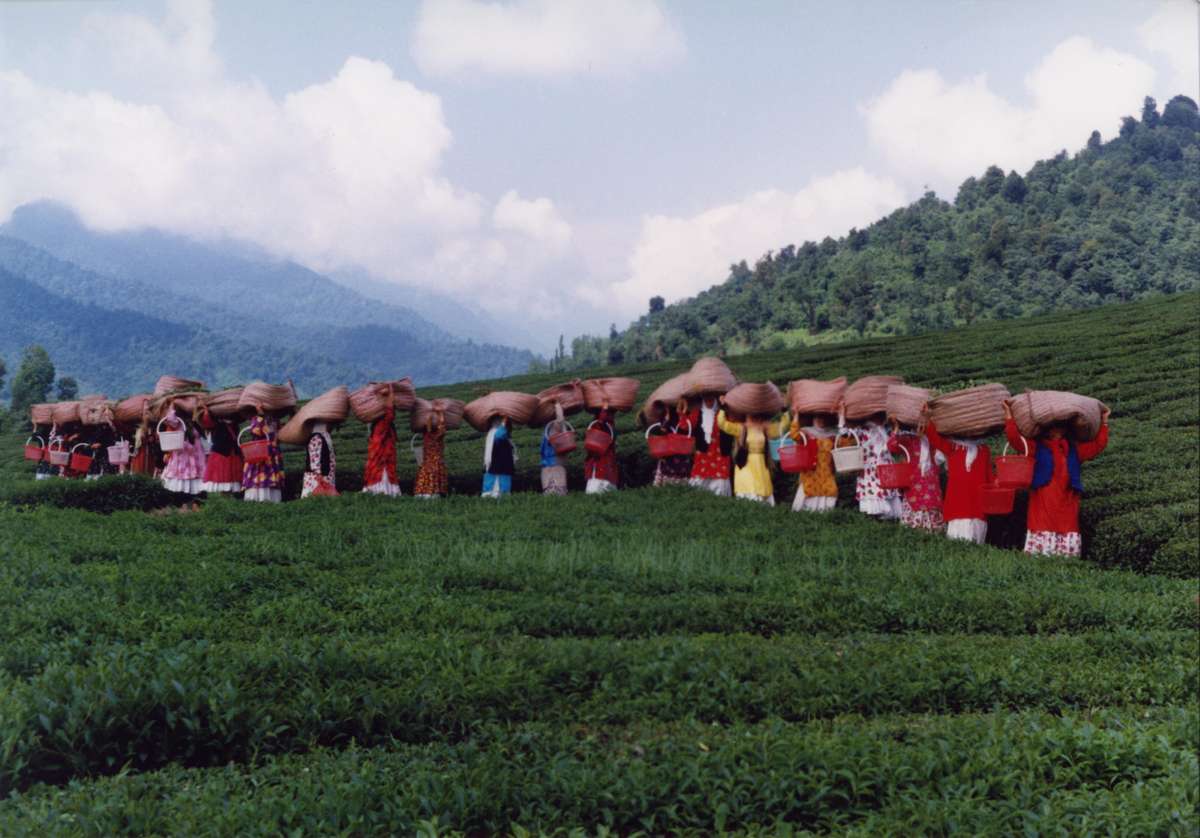 Workers harvest tea in Iran