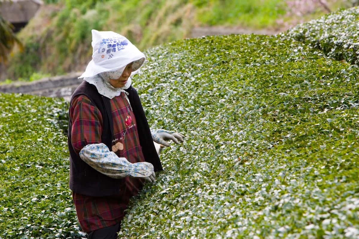 Woman wearing sun hat and gloves checks tea plant leaves at Entsu Estate