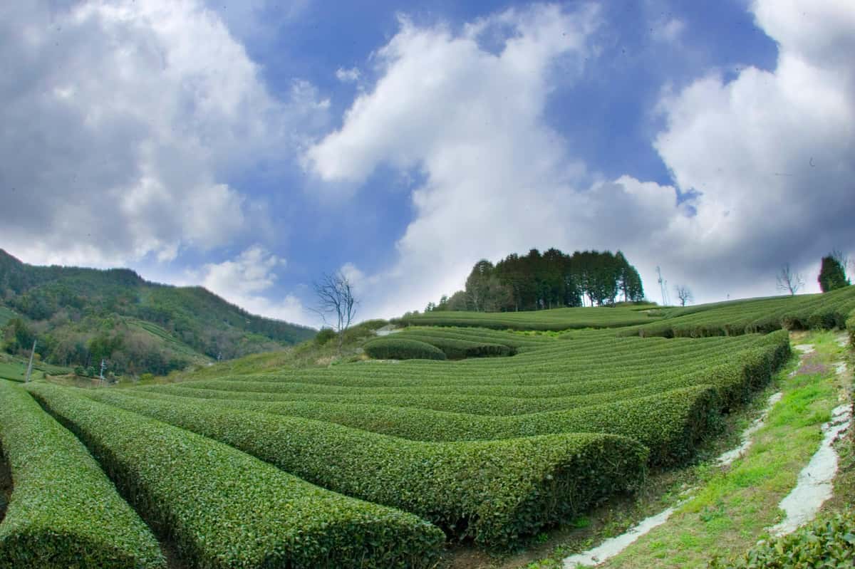 rows of tea plants going up slope with blue sky and white clouds
