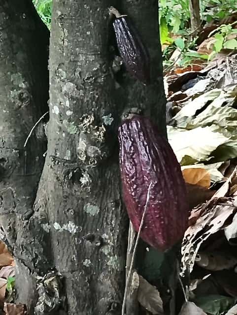 Fully ripe cocoa pod 