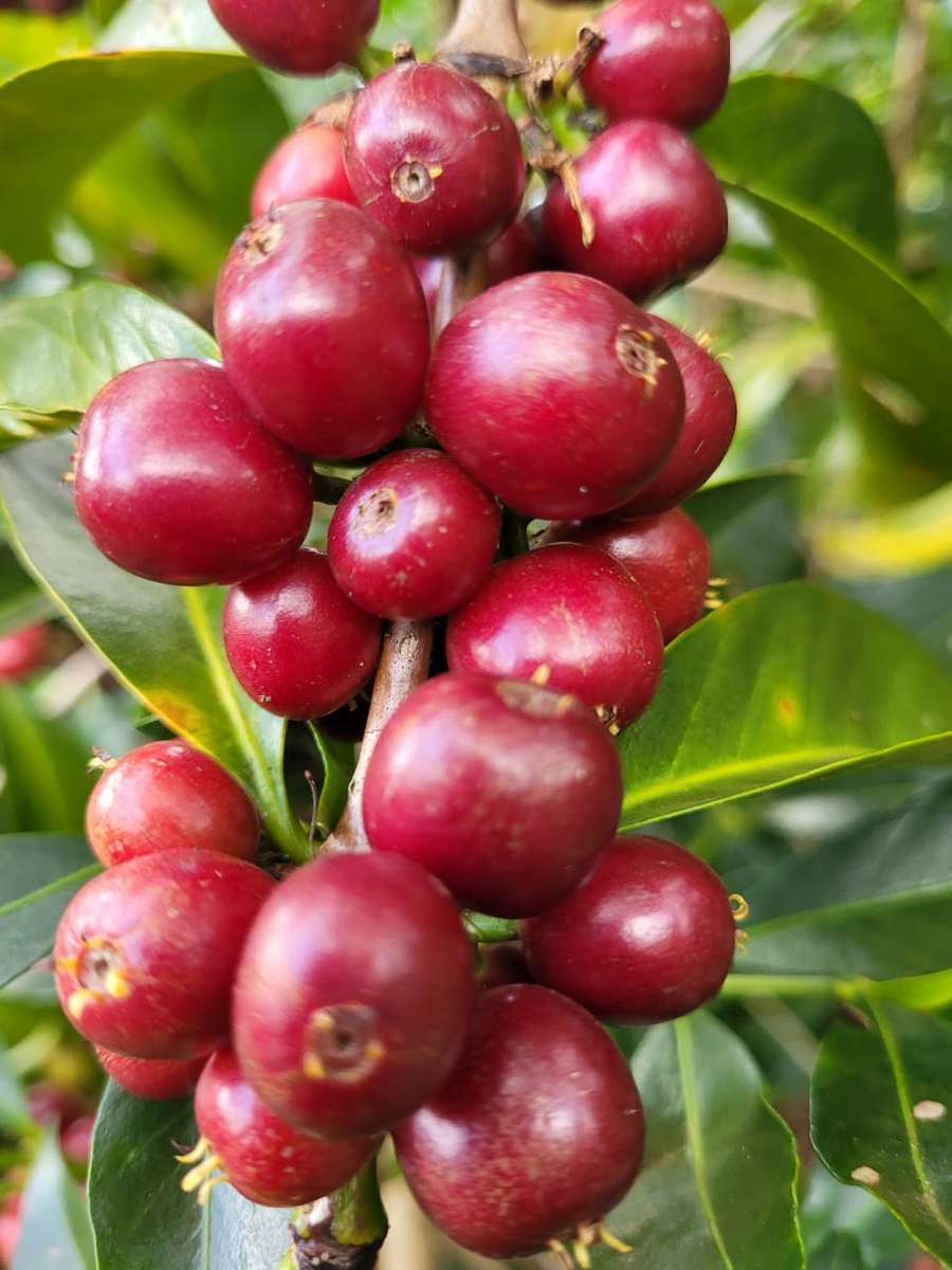 red ripe coffee "cherries" on tree branch