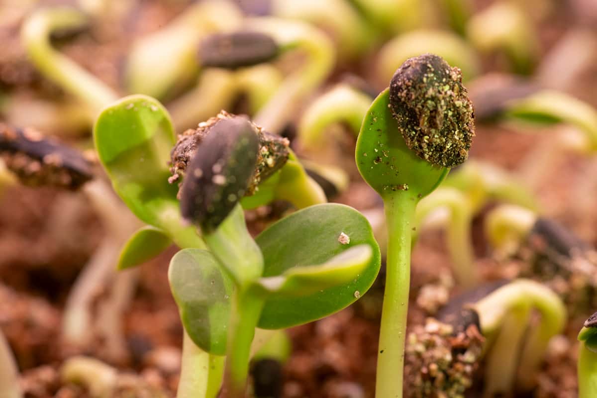 Microgreens Mulholland Estate