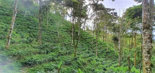 Hillside terrace of coffee trees shaded by larger indigenous trees