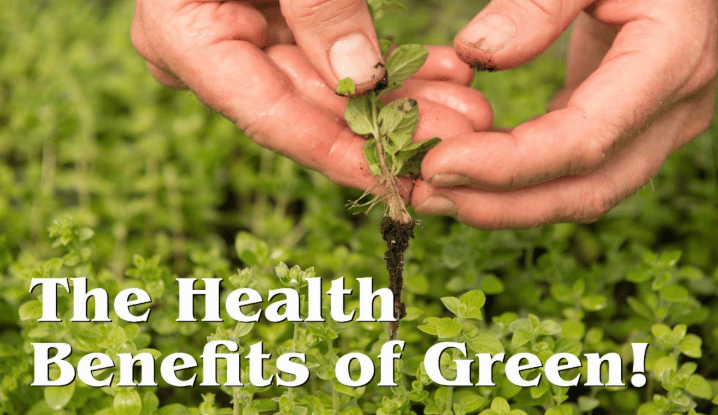 newsletter header with hands picking green tea leaves