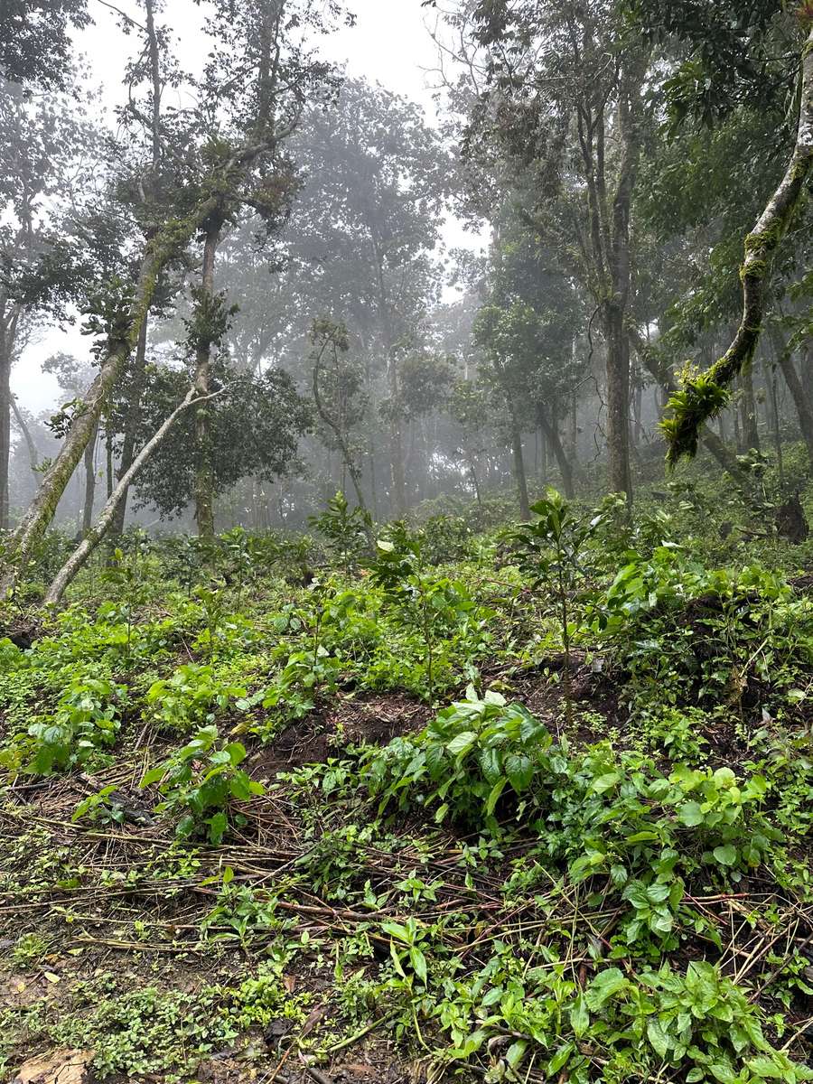 Coffee trees on Nuevo San Luis Farm where Silvia Herrera is grown