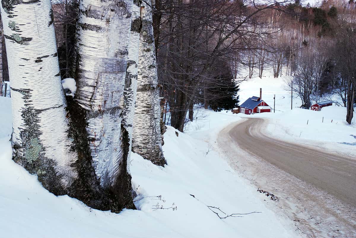Vermont maple tree trunks in the winter