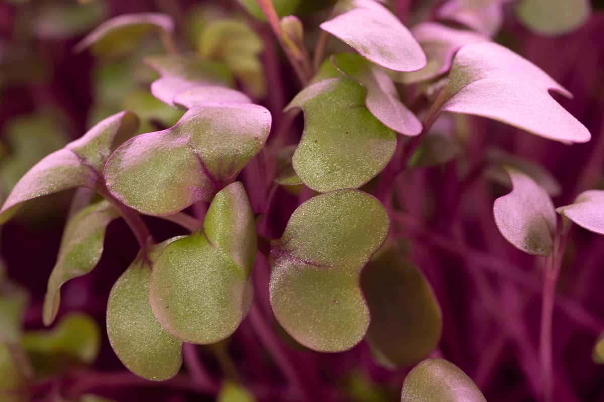 MIcrogreens Mulholland Estate