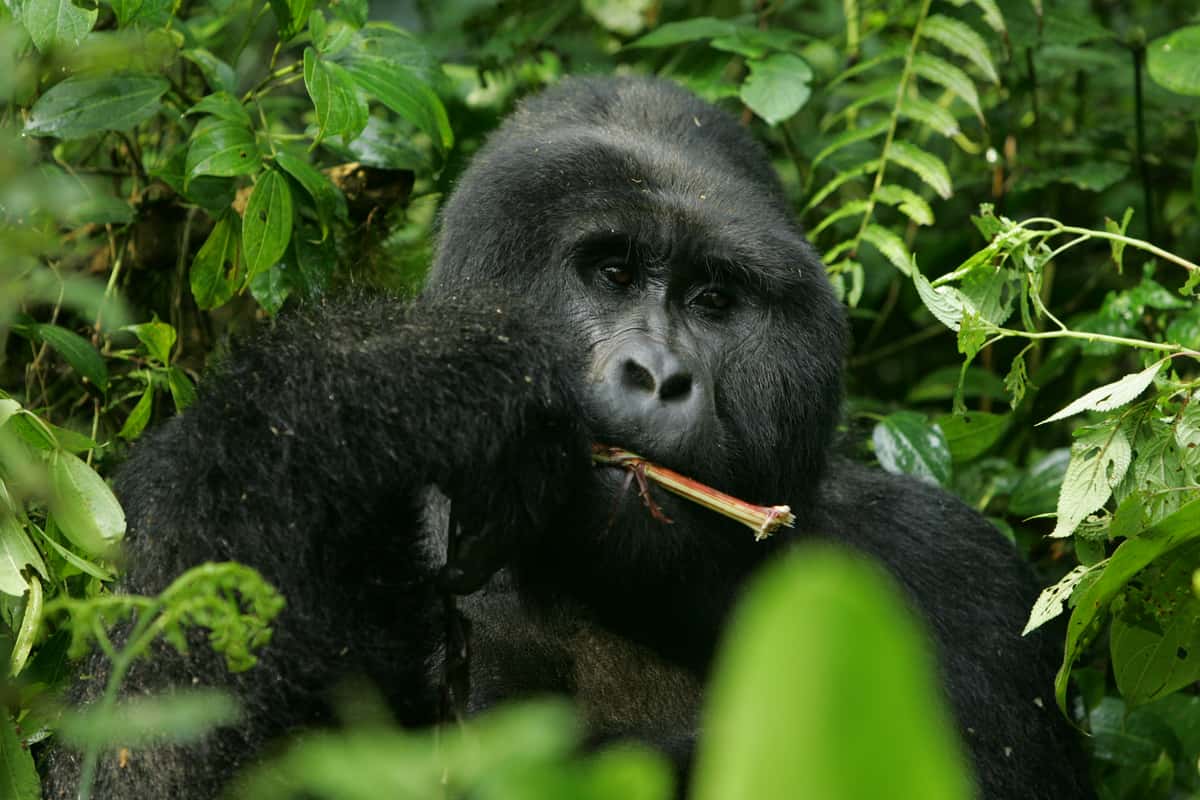 Mountain Gorilla surrounded by jungle