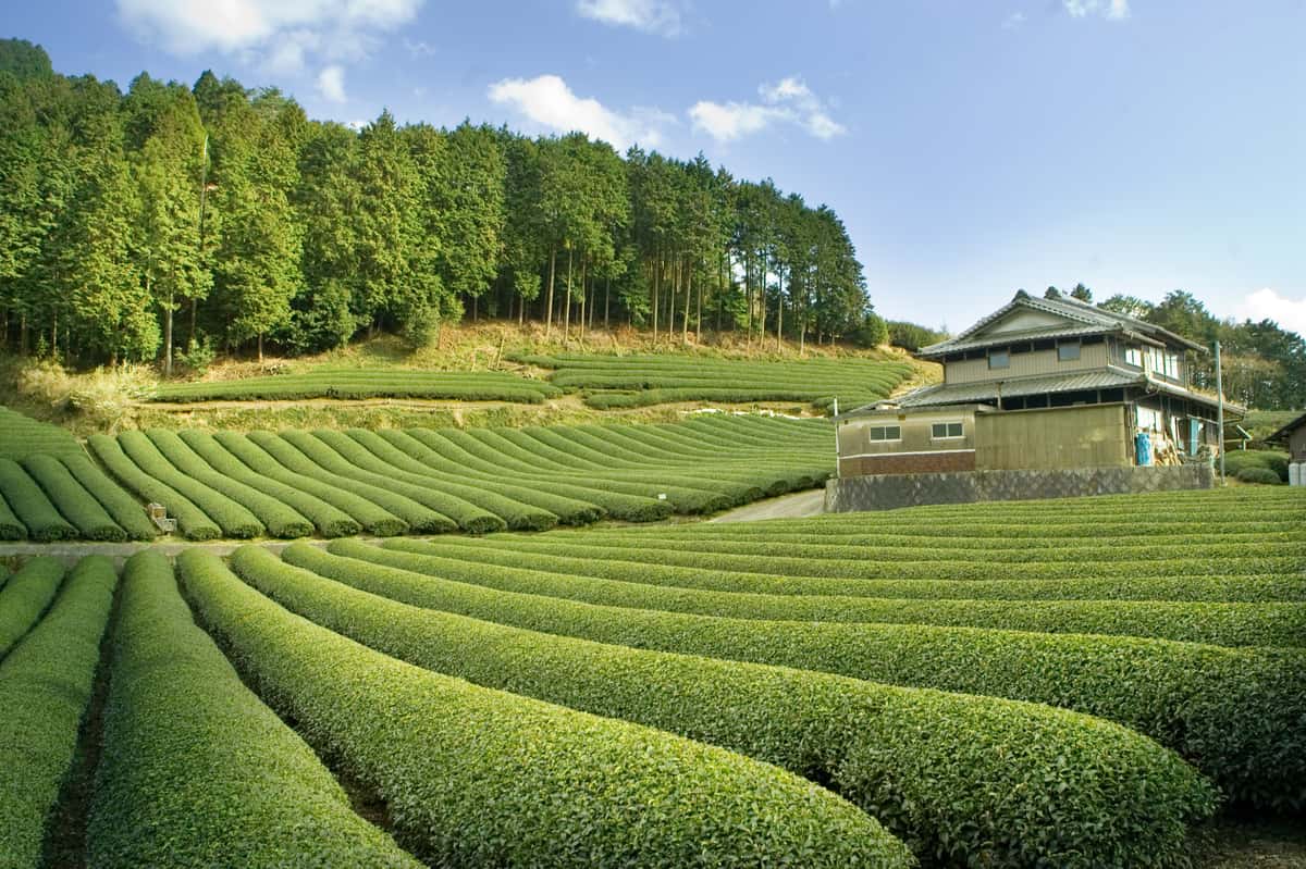 Rows and rows of tea plants in foreground and middle, with a sloping hillside in background with tall trees, and a Japanese peaked roof house to the right