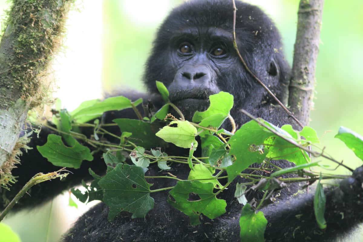 closeup of young gorilla with tree leaves in front of him