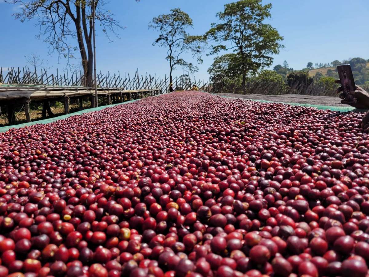 thousands of harvested coffee cherries on large flat sorting platform 
