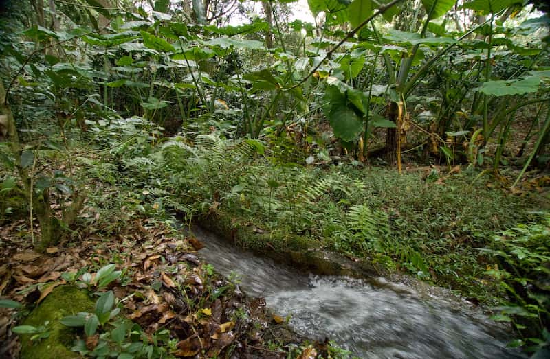 a small river goes through a thick rainforest