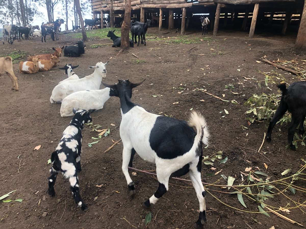 Black/white mother goat and black/white calf in front with white and brown goats lying down in background
