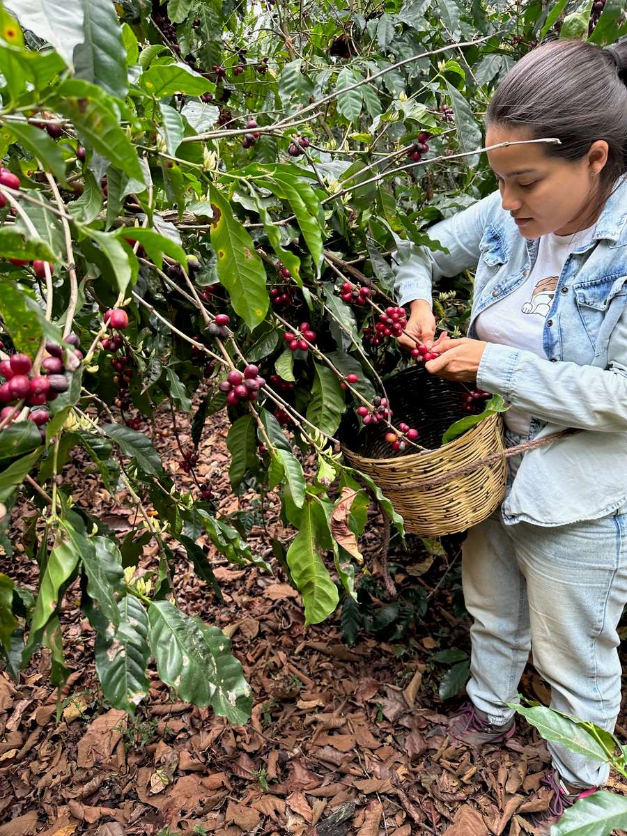 Picking fresh coffee cherries on the Nuevo San Luis family farm