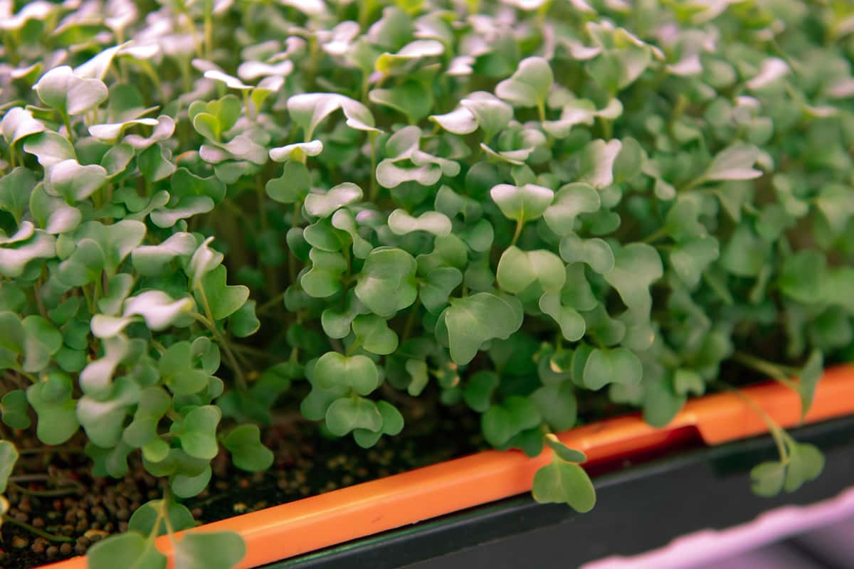 Microgreens Mulholland Estate