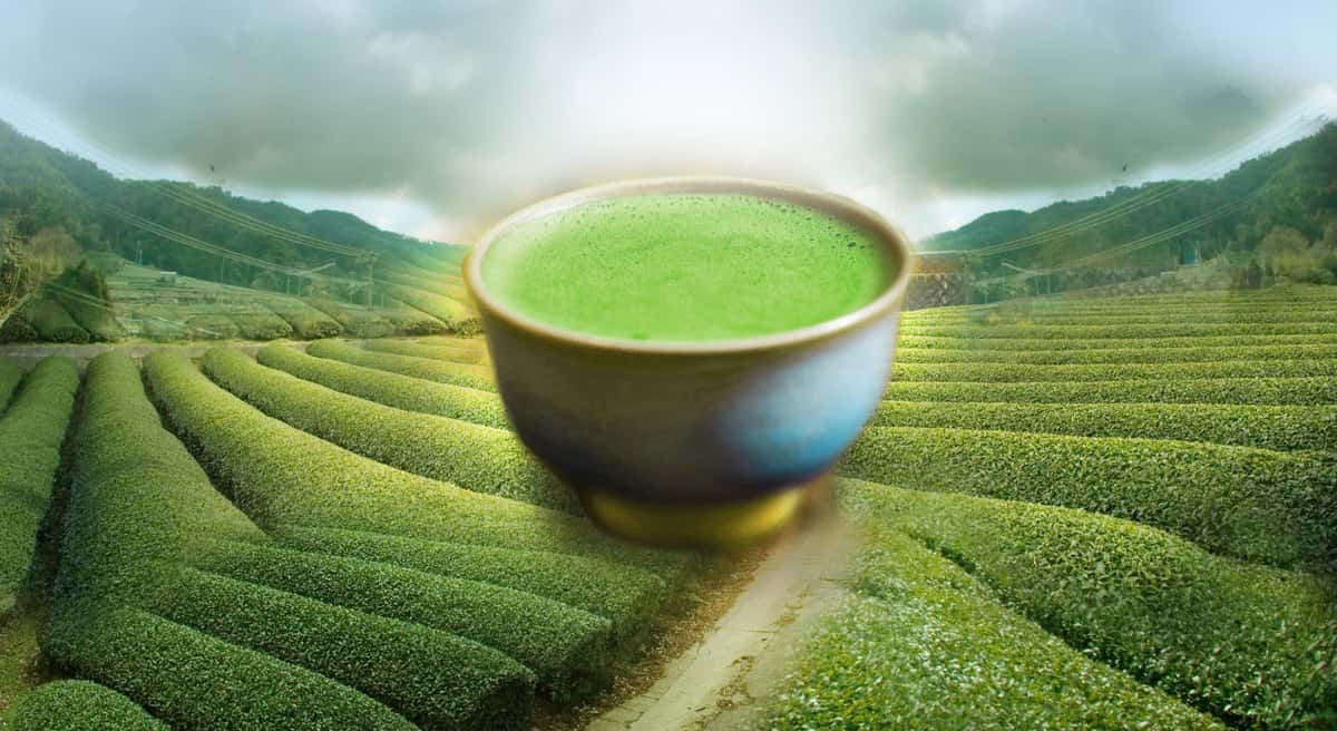 cup of matcha green tea with background of rows and rows of tea plants and a blue and cloudy sky