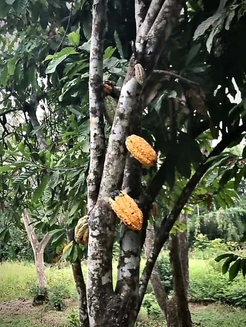 Cocoa pods on tree