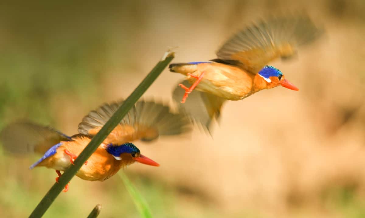 Two brightly colored birds take flight in the jungle